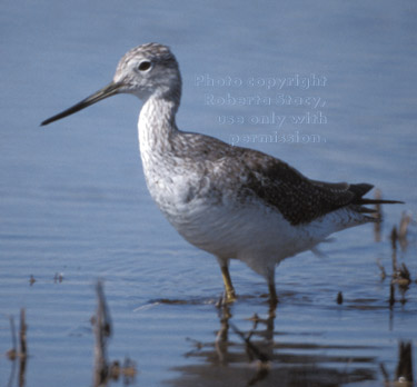 greater yellowlegs