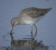 greater yellowlegs