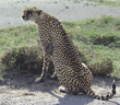 cheetah Tanzania (East Africa)