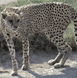 cheetah Tanzania (East Africa)