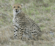 cheetah cub sitting with mouth open
