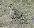 sitting cheetah cub with open mouth