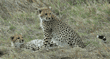 two cheetah cubs looking behind them