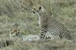 cheetah cubs resting