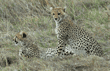 two cheetah cubs