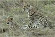 two cheetah cubs intently looking at something in front of them