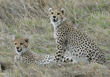 two cheetah cubs, one looking off to its left and one looking up
