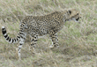 cheetah cub walking toward the mound where its mother is