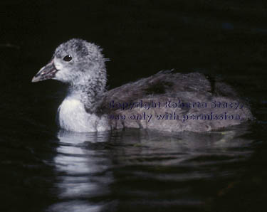 American coot chick