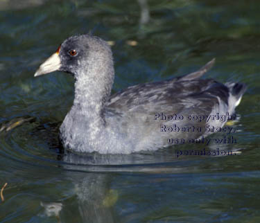 American coot chick