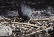 American coots in nest