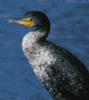 double-crested cormorant