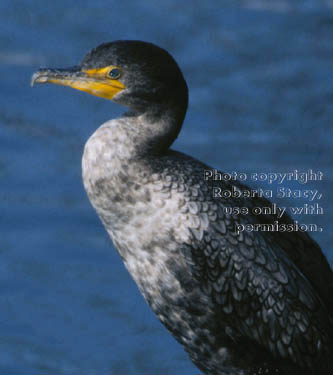 double-crested cormorant