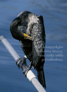 double-crested cormorant