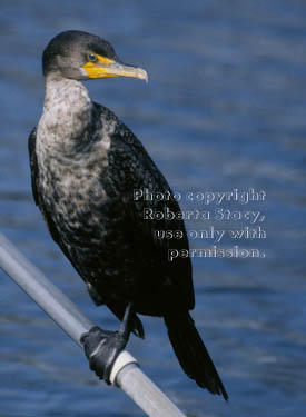 double-crested cormorant