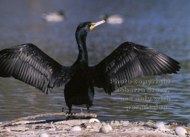 double-crested cormorant