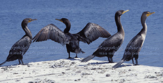 double-crested cormorants