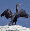 double-crested cormorant