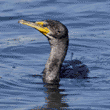 double-crested cormorant