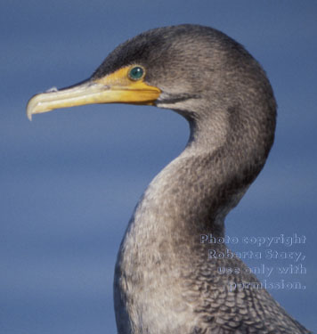 double-crested cormorant