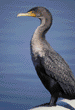 double-crested cormorant