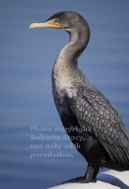 double-crested cormorant