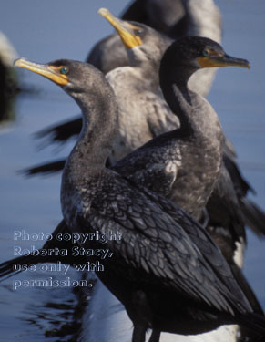 double-crested cormorants