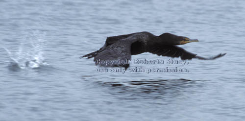 double-crested cormorant