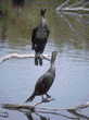 double-crested cormorants