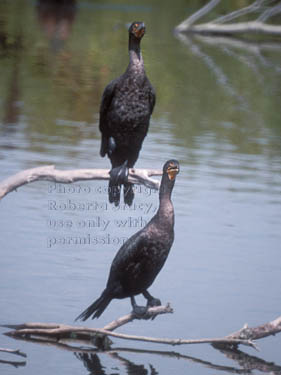 double-crested cormorants