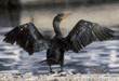 double-crested cormorant