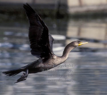 double-crested cormorant