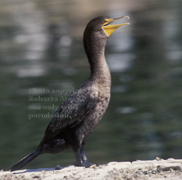 double-crested cormorant