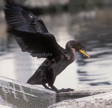 double-crested cormorant