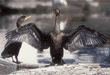 double-crested cormorants