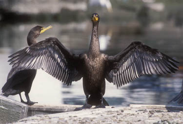 double-crested cormorants