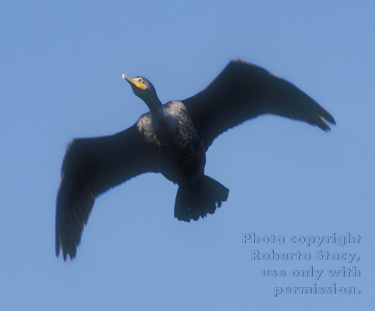 double-crested cormorant