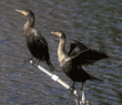 double-crested cormorants