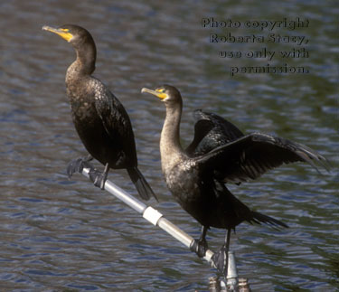 double-crested cormorants