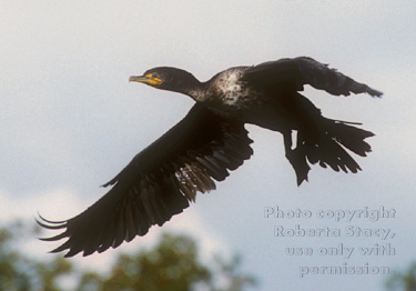 double-crested cormorant