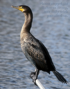 double-crested cormorant