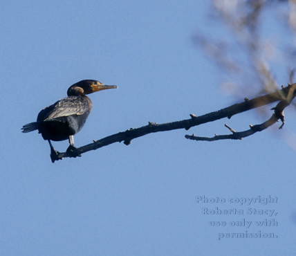 double-crested cormorant