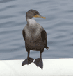 double-crested cormorant
