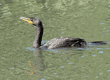 double-crested cormorant in water