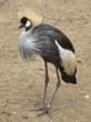 African crowned crane