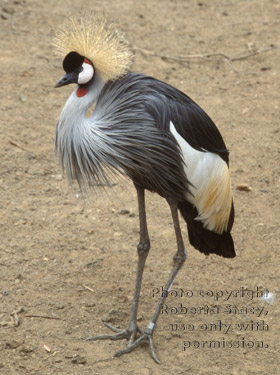 African crowned crane