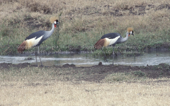 African crowned cranes Tanzania (East Africa)