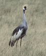 African crowned crane Tanzania (East Africa)