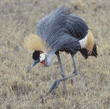 African crowned crane Tanzania (East Africa)