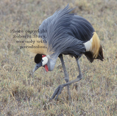 African crowned crane Tanzania (East Africa)